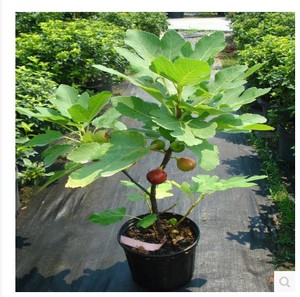 无花果树苗盆栽地栽无花果苗南方北方种植庭院植物当年结果苗树苗