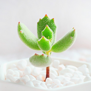  span class=h>芊姿彩 /span>多肉 猫爪 多肉绿植 span class=h>盆 