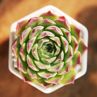 财路多肉植物多肉进口萌肉肉办公室盆栽花卉云南花子铭