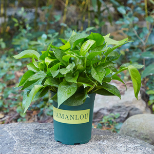 绿萝盆栽室内吸除甲醛净化空气家庭水培绿植四季常青绿箩花卉植物