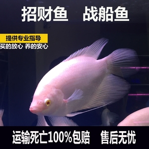 白招財魚 熱帶魚 span class=h>觀賞魚 /span> 黃金戰船招財魚大型