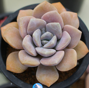 依心花艺坊多肉植物花卉绿植三色诺玛满五十包邮