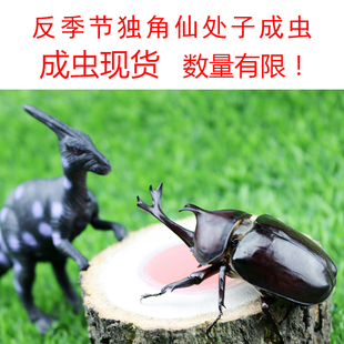大个体独角仙成虫活体及用品套餐独角兽另类宠物蜘蛛昆虫甲虫包邮