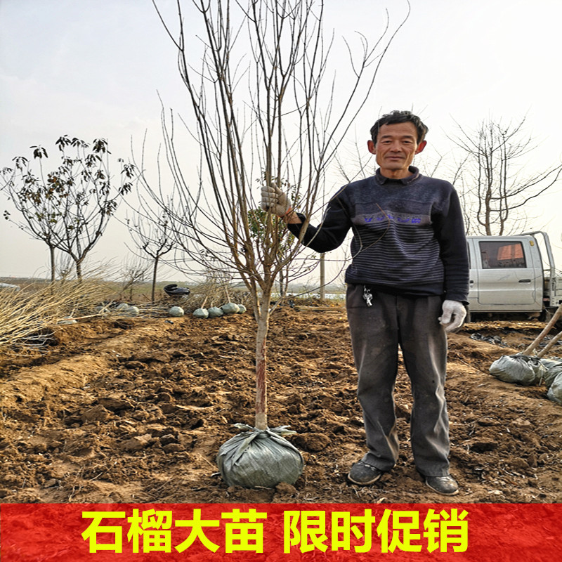 石榴大树苗盆栽地栽大红袍石榴树苗南方北方种植庭院果树当年结果