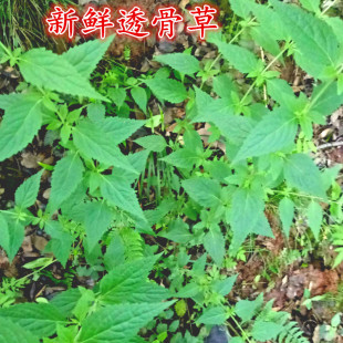 南嶺苗家大毒草乳膏正品 大毒草本軟膏皮膚止癢膏2送2包郵 ￥12 已售1