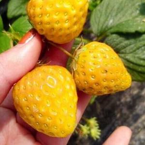 黄草莓苗图片