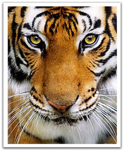 现货包邮 3d-jp 台湾pintoo塑料平面拼图 虎啸天下(2000片)