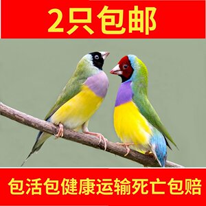 鸟鸟活体七彩文鸟十姐妹观赏鸟 ￥ 79 销量:1 高山娃娃菜2天津 品牌