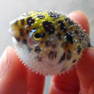 【热带鱼活体观赏鱼潜水艇价格】最新热带鱼活体观赏鱼潜水艇价格\/批发报价