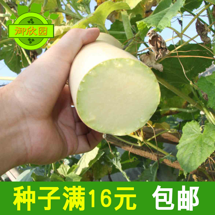 蔬菜高產砍瓜種子 瓜果爬藤四季播隨吃隨砍特色菜易種 奇特菜瓜