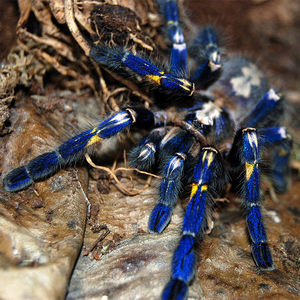 蓝宝石 span class=h>华丽 /span> span class=h>雨林 /span>捕鸟蛛足