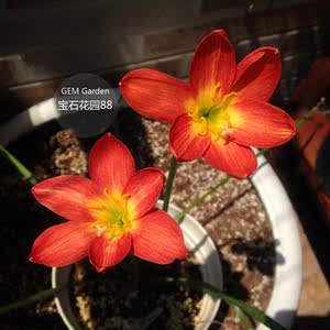 风雨兰 红色 新加坡的骄傲7号 zephyranthes pride of singapore