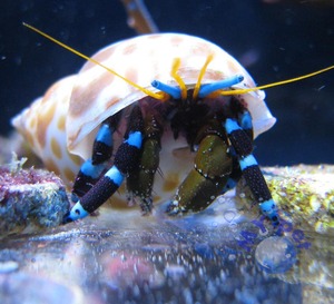 品牌名称: 寄居蟹宠物活体十元以下包邮