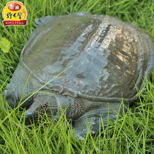 水鱼甲鱼图片