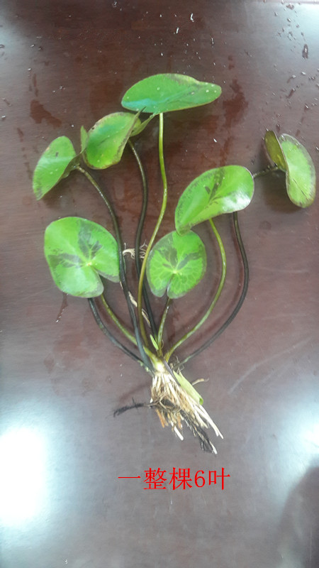 大叶有头整棵一叶莲 白花荇菜 莕菜 印度荇菜 成品大苗至少6叶