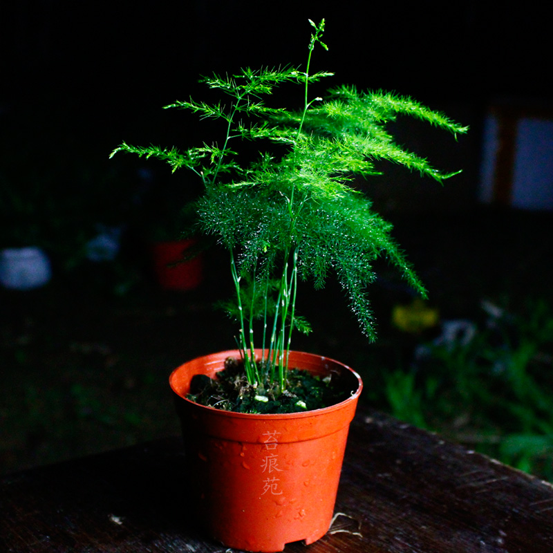 文竹室内绿植盆栽盆景花卉矮文竹小苗办公司桌面盆栽吸甲醛防辐射