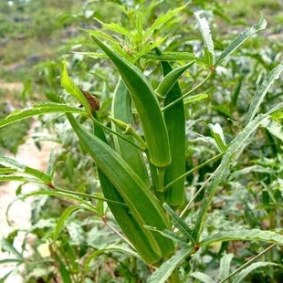 盆栽蔬菜春播種子 陽臺種菜觀果植物 黃秋葵補腎菜種子羊角菜種子