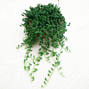 class=h>肉 /span>  span class=h>情人泪 /span> 佛珠 珍珠吊兰 迷你