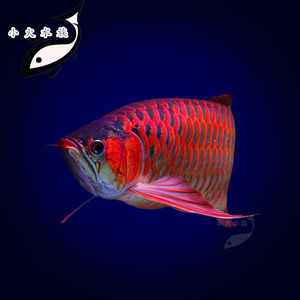 印尼紫嫣红龙鱼活体鱼超血红龙绿皮辣椒红龙鱼