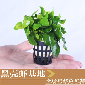 水榕黄金榕活体 span class=h>水草 /span>造景方案懒人 span class=h