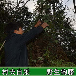 廣西鉤藤 鉤丁 鷹爪風 金鉤草 倒掛刺野生中藥材50g滿5件包郵