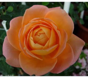 娇花满园  span class=h>精品 /span>月季**金徽章**大花 抗病强