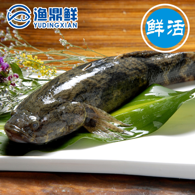 2斤/條虎頭魚呆子魚沙塘鱧土步魚虎頭鯊