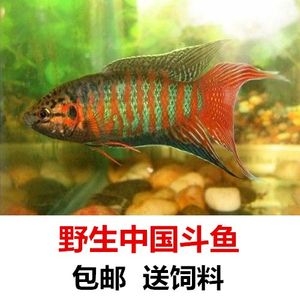 冷水鱼 淡水观赏鱼丁斑鱼 花手巾 旁皮婆 盘皮丝