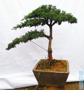 实物 真柏树桩盆景 纪州真柏 日本品种 柏树盆景