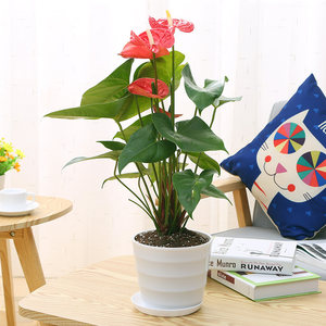 红掌盆栽 span class=h>花卉 /span>观花植物 span class=h>花花草草 