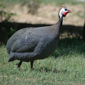 阎罗谷 珍珠鸡农家散养珍珠鸡新鲜珠鸡现杀野味几内亚鸟顺丰
