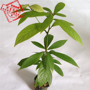 金丝楠木树苗 名贵树苗 珍稀苗木(大营养钵装) 1米左右高