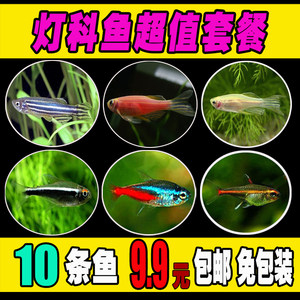 【小型冷水鱼图片】小型冷水鱼图片大全