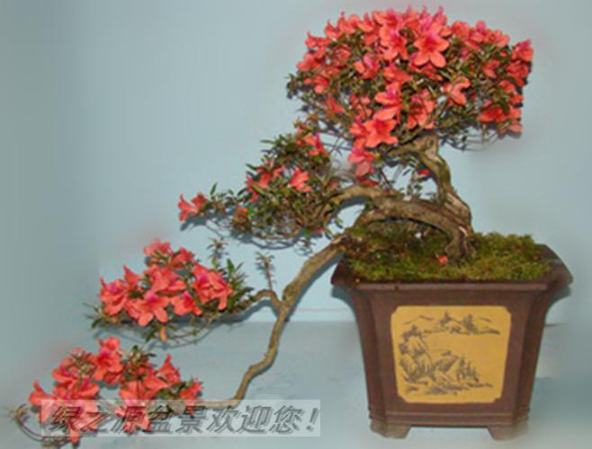 野生杜鹃花树桩盆景映山红熟桩红花美观庭院植物防辐射带花苞包邮