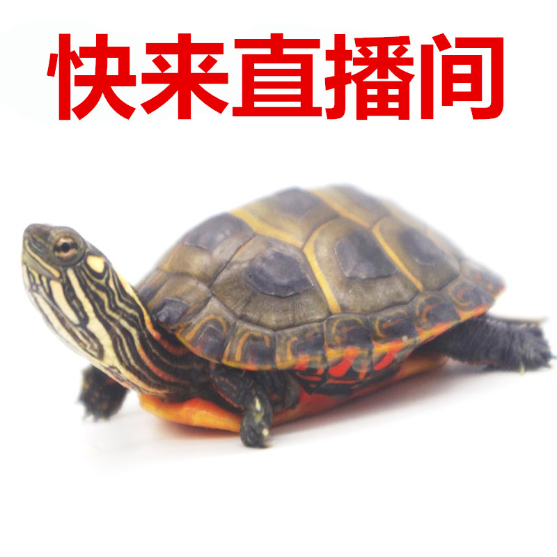 【每天直播选龟】麝香龟草龟鳄龟地图龟欧泽龟东锦西锦龟火焰龟