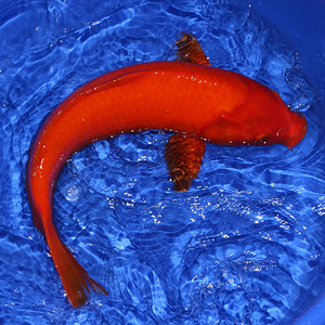 class=h>锦鲤 /span>观赏鱼风水鱼丹顶草金鱼冷水鱼 span class=h>