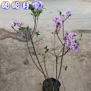 林木樹苗紫丁香花苗盆栽丁香苗陽臺樓頂盆栽開花綠植濃香植物 ￥8 已