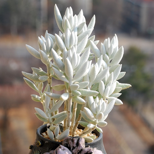 银月实拍多肉植物盆栽办公室花卉盆栽有根状态好