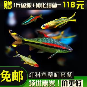 迷你鹦鹉鱼宝蓝鹦鹉鱼白金鹦鹉鱼淡水小型热带