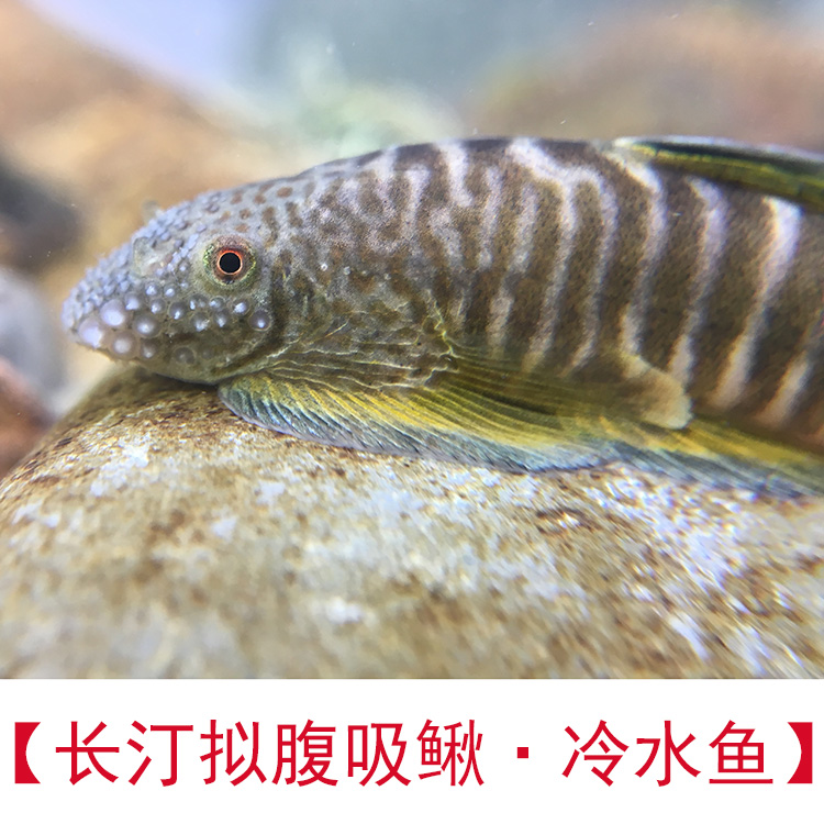 长汀拟腹吸鳅方氏吸鳅野生冷水鱼原生鱼无需加温非热带观赏鱼家养