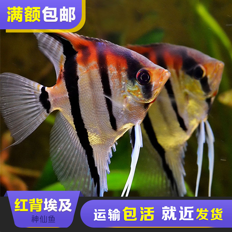 特價進口熱帶觀賞魚伊莎貝爾紅背埃及神仙魚野生f1魚鰭展示度驚豔