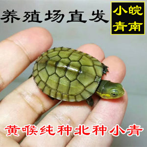 【黄喉拟水龟价格】最新黄喉拟水龟价格\/批发