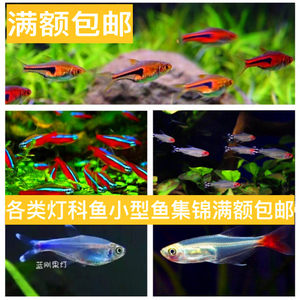 【灯科鱼热带鱼小型鱼图片】灯科鱼热带鱼小型