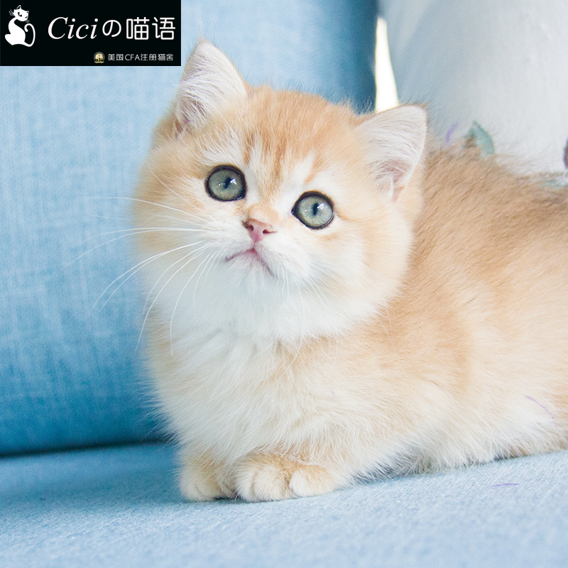 猫猫咪宠物活体英国短毛猫英短金渐层黄色猫短毛猫宠物猫渐层猫