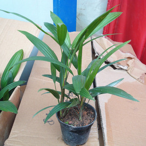 天天特价棕竹 span class=h>盆栽 /span>盆景室内绿植物办公室书房