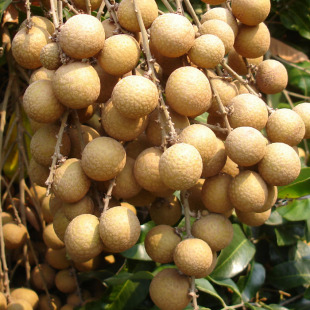 龙眼 桂圆 海南三亚特产应季水果 新鲜龙眼 果园现摘10斤包邮!