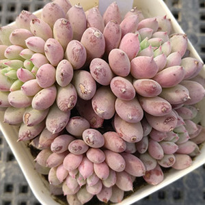 姬小光小蓝衣群生捧花植物 span class=h>盆 /span>栽多肉植物一物一