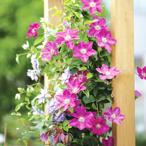 【花墙花柱】虹越铁线莲阳台爬藤花卉庭院花园阳台盆栽 span class=h>