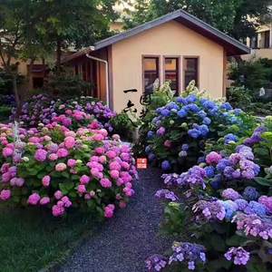 【大花绣球无尽夏种子价格】最新大花绣球无尽夏种子价格\/批发报价