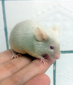 缎子鼠活体纯金纯银亮毛鼠 span class=h>宠物 /sp